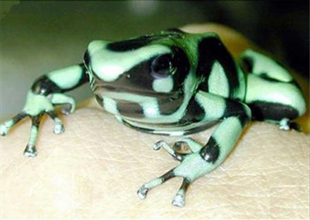 Foto - İşte dünyanın en ölümcül canlıları