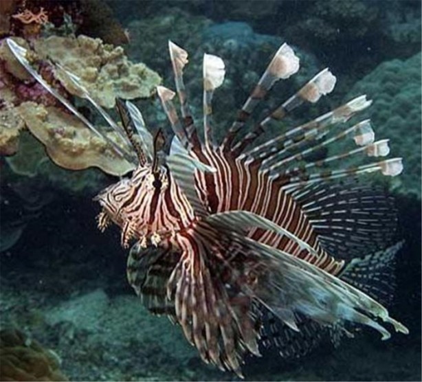 Foto - İşte dünyanın en ölümcül canlıları