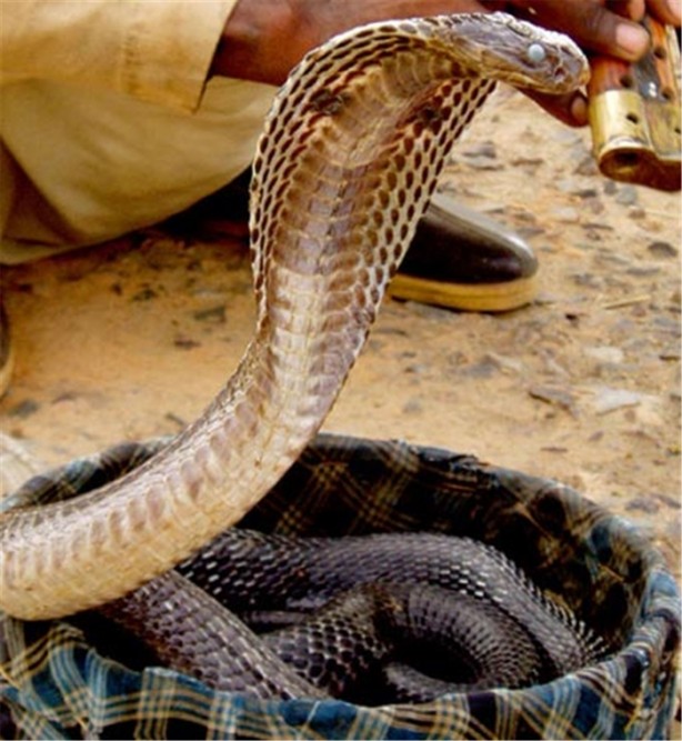 Foto - İşte dünyanın en ölümcül canlıları