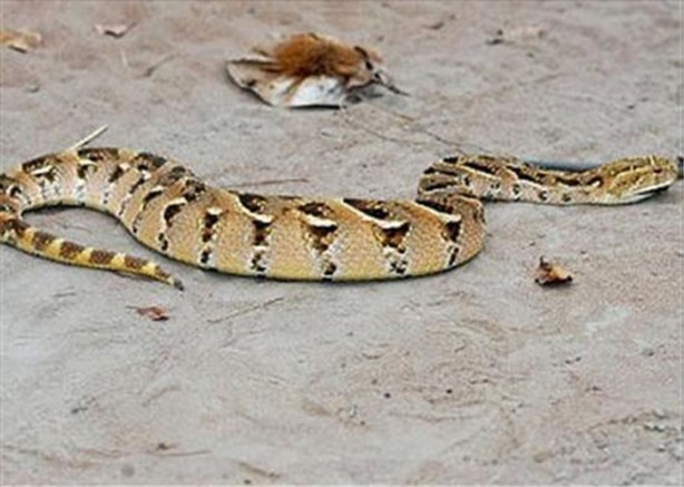 Foto - İşte dünyanın en ölümcül canlıları