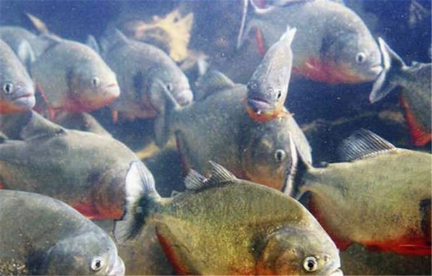 Foto - İşte dünyanın en ölümcül canlıları