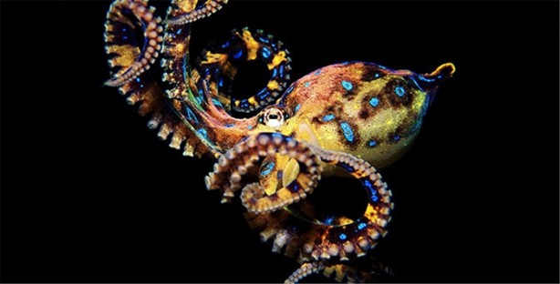 Foto - İşte dünyanın en ölümcül canlıları