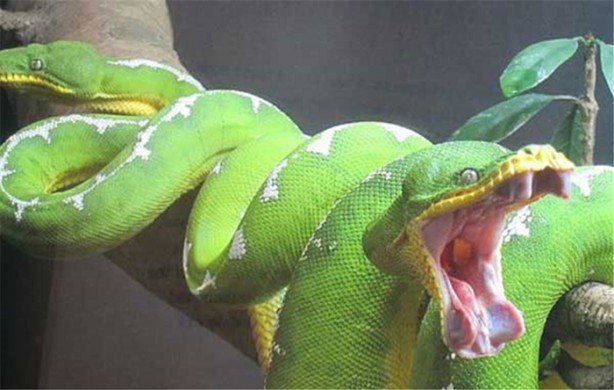 İşte dünyanın en ölümcül canlıları