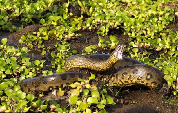 Foto - İşte dünyanın en ölümcül canlıları