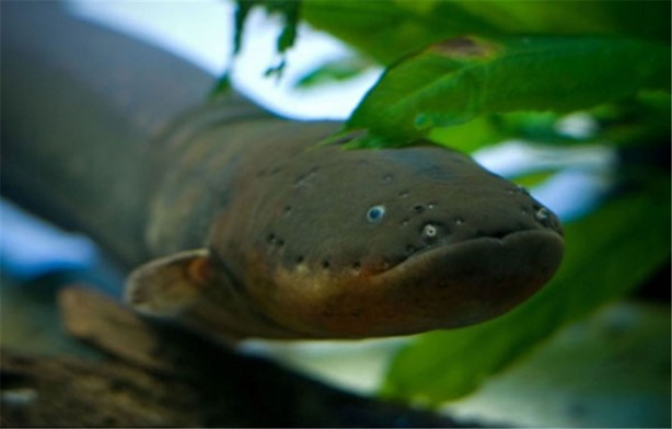 Foto - İşte dünyanın en ölümcül canlıları