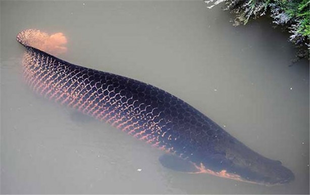 Foto - İşte dünyanın en ölümcül canlıları