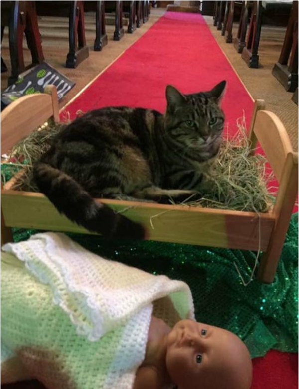 Foto - İşte dünyanın en umursamaz hayvanları