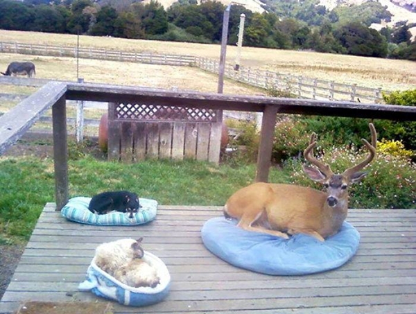Foto - İşte dünyanın en umursamaz hayvanları