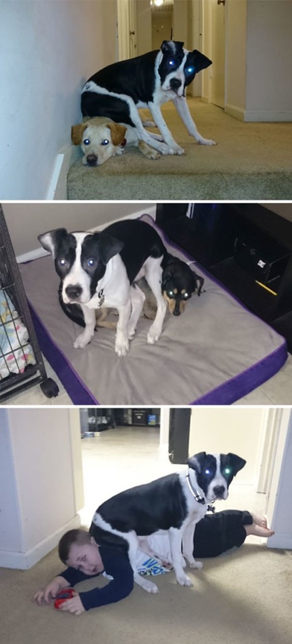 Foto - İşte dünyanın en umursamaz hayvanları