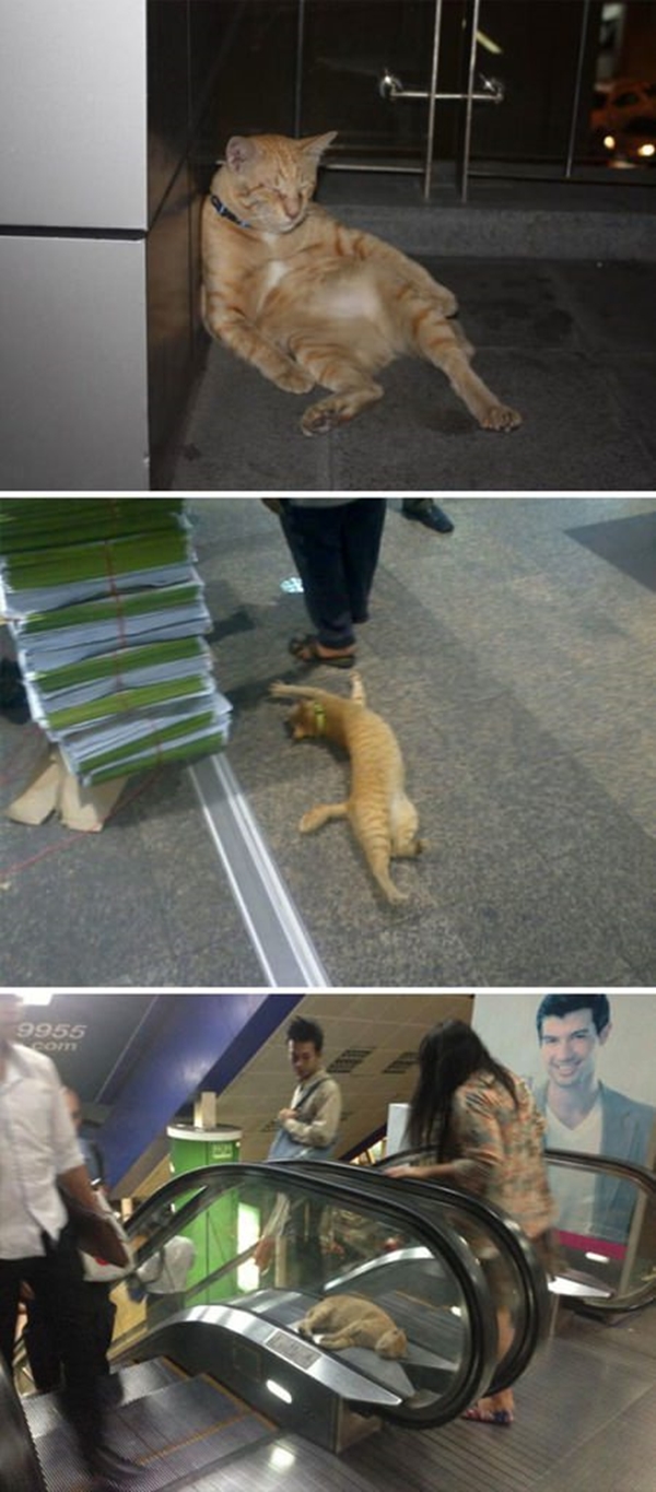 Foto - İşte dünyanın en umursamaz hayvanları