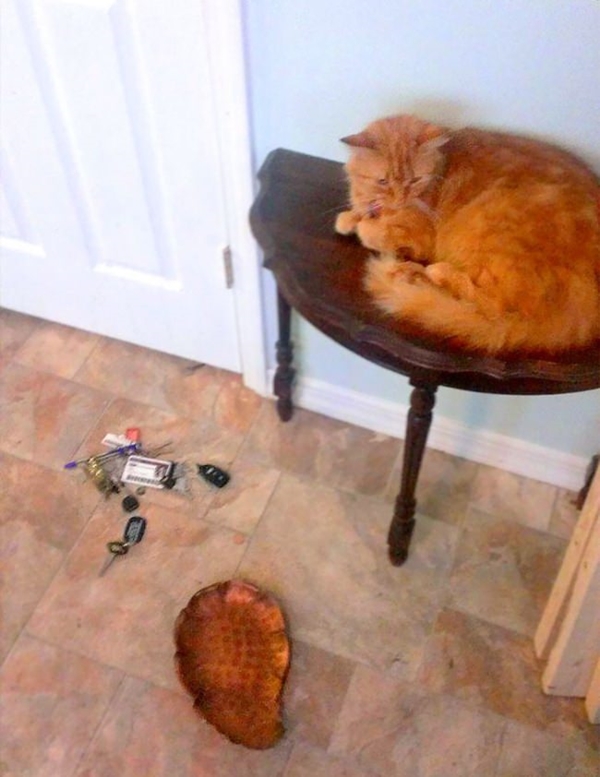 Foto - İşte dünyanın en umursamaz hayvanları