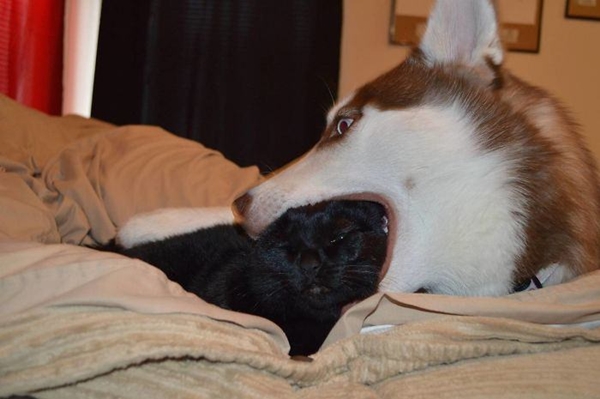 Foto - İşte dünyanın en umursamaz hayvanları