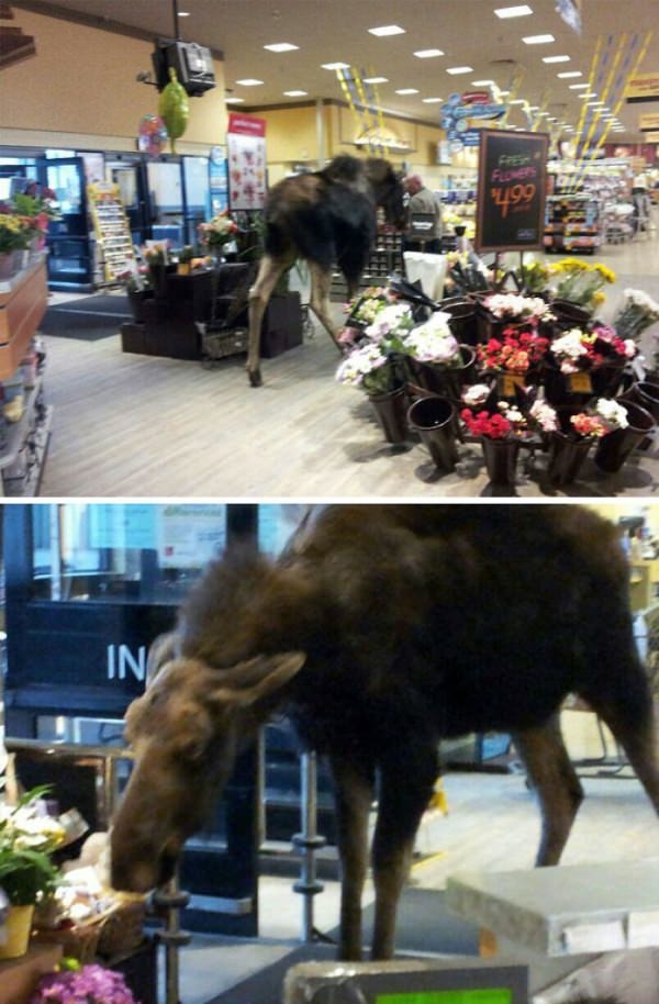 Foto - İşte dünyanın en umursamaz hayvanları