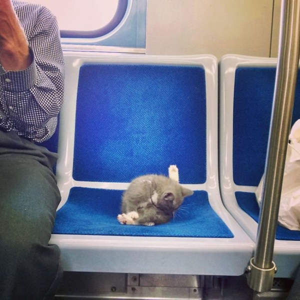 Foto - İşte dünyanın en umursamaz hayvanları