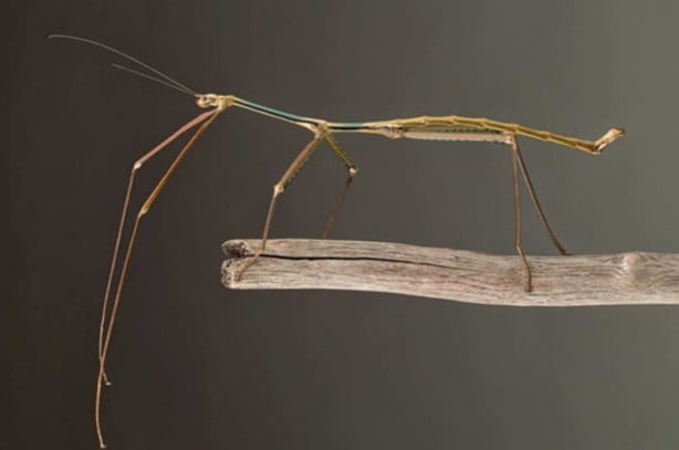 İşte dünyanın en uzun böceği