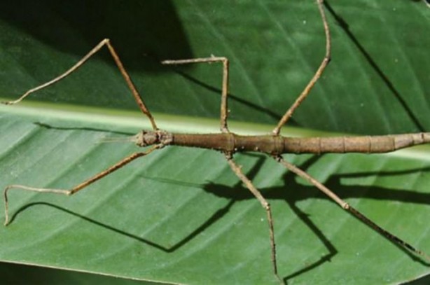 Foto - İşte dünyanın en uzun böceği