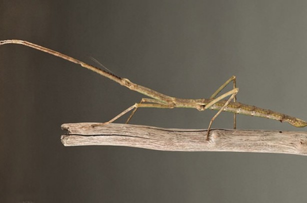 Foto - İşte dünyanın en uzun böceği