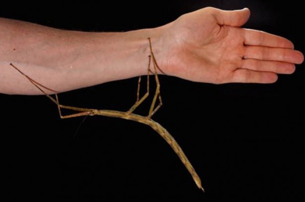 Foto - İşte dünyanın en uzun böceği