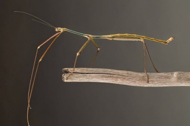 Foto - İşte dünyanın en uzun böceği