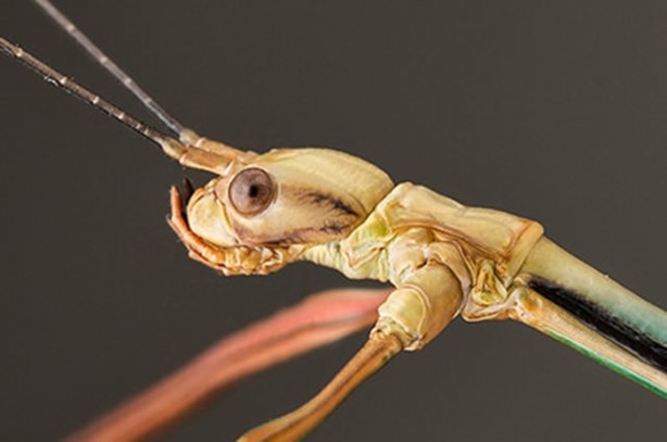 Foto - İşte dünyanın en uzun böceği