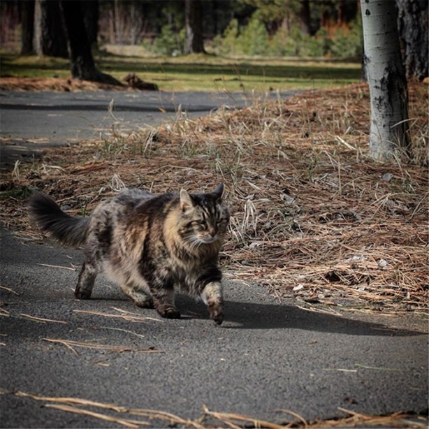 Foto - İşte dünyanın en yaşlı kedisi