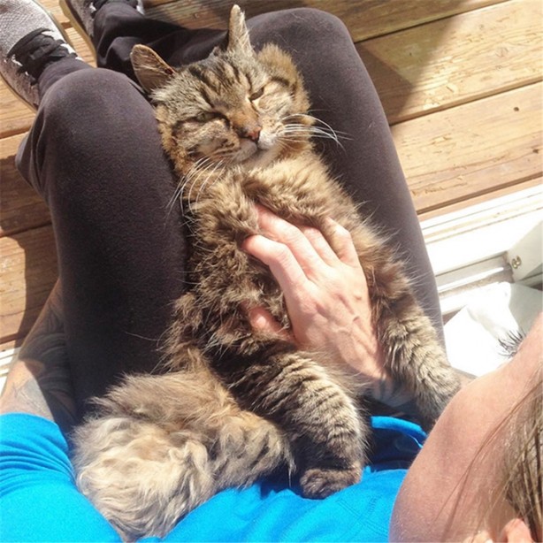 Foto - İşte dünyanın en yaşlı kedisi