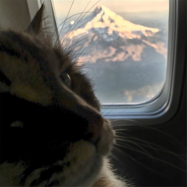 Foto - İşte dünyanın en yaşlı kedisi