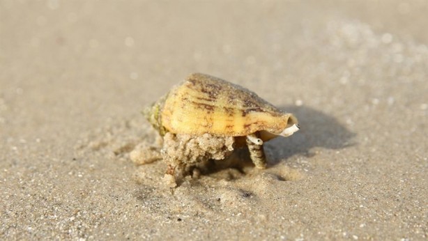 Foto - İşte dünyanın en zehirli 10 hayvanı
