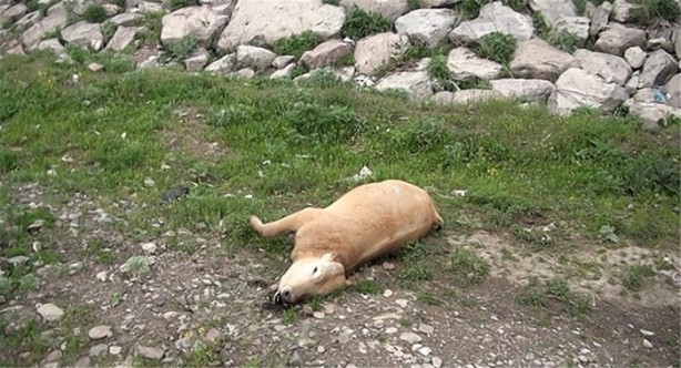 Foto - İşte dünyanın en zor meslekleri