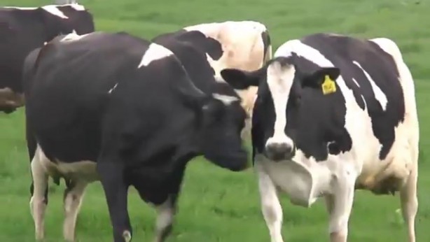 Foto - İşte duyduğunuzda inanamayacağınız ilginç ve bir o kadar korkunç bilgiler