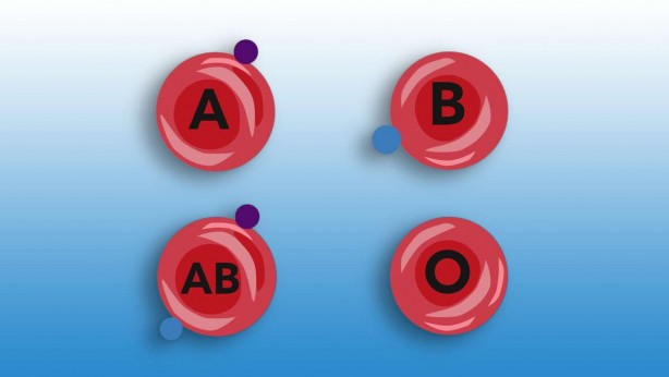 Foto - En akıllı kan grubu hangisi? 4 kan grubunda: O güce sahip olanlar! Japonlar ilişkin yeni sonuçları ilan etti!