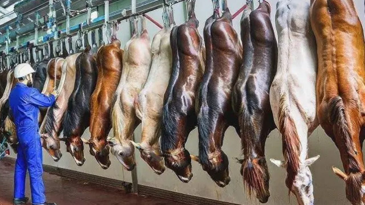 Foto - İşte en çok at eti tüketen ülkeler! Zirvedeki ülke şaşırtmadı!