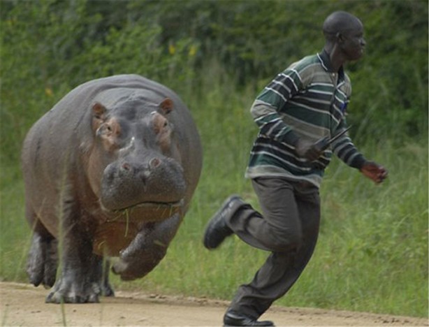 Foto - İşte en çok insan öldüren hayvanlar