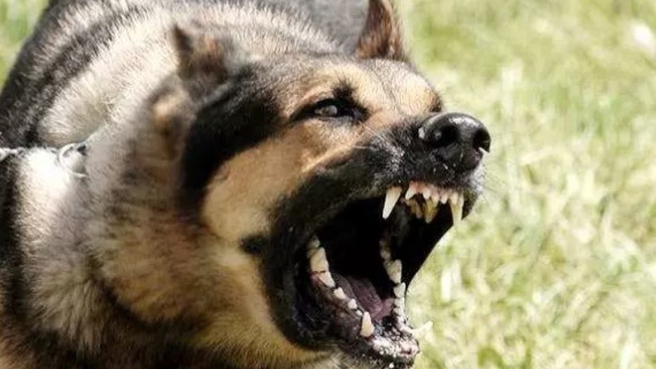 Foto - İşte en çok sokak köpeği olan ülkeler! Türkiye kaçıncı sırada? 