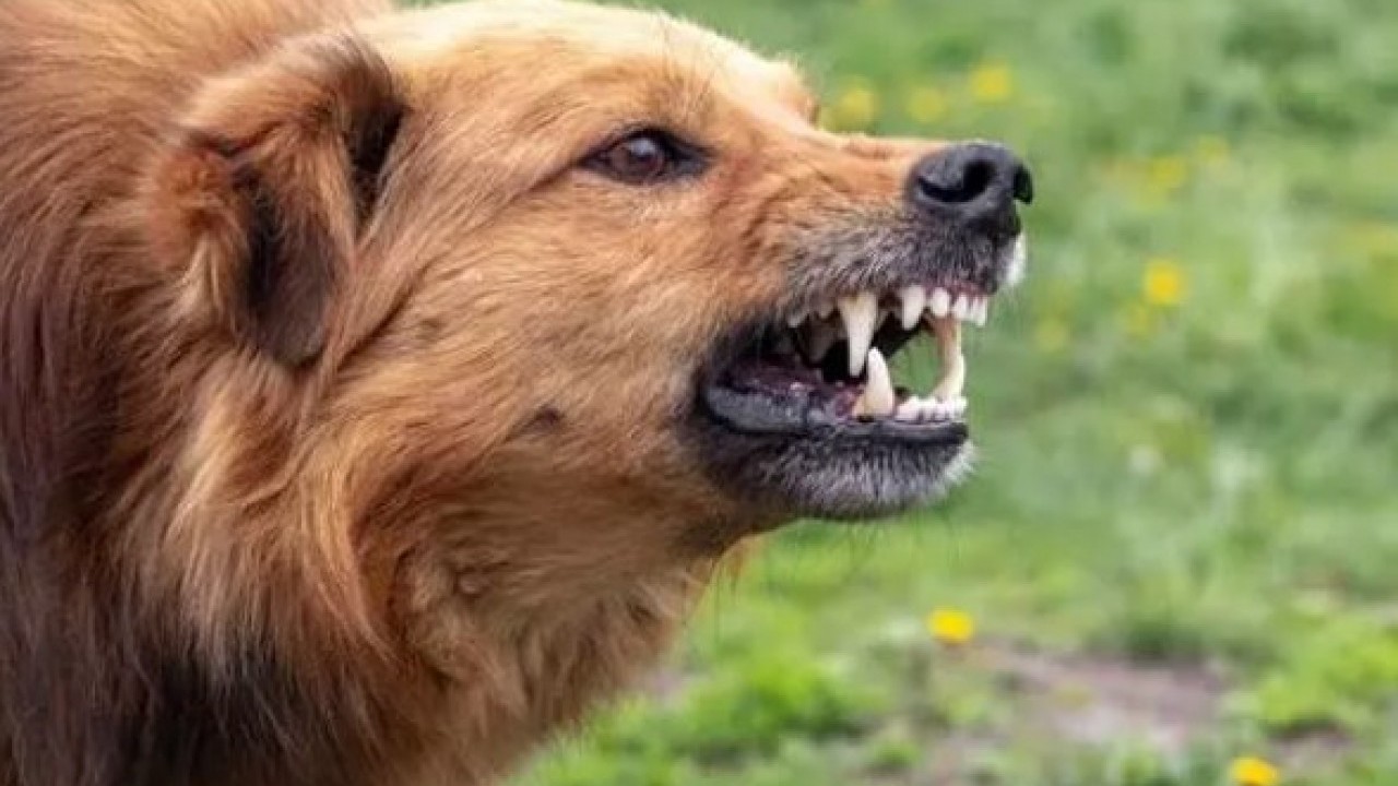 Foto - İşte en çok sokak köpeği olan ülkeler! Türkiye kaçıncı sırada? 