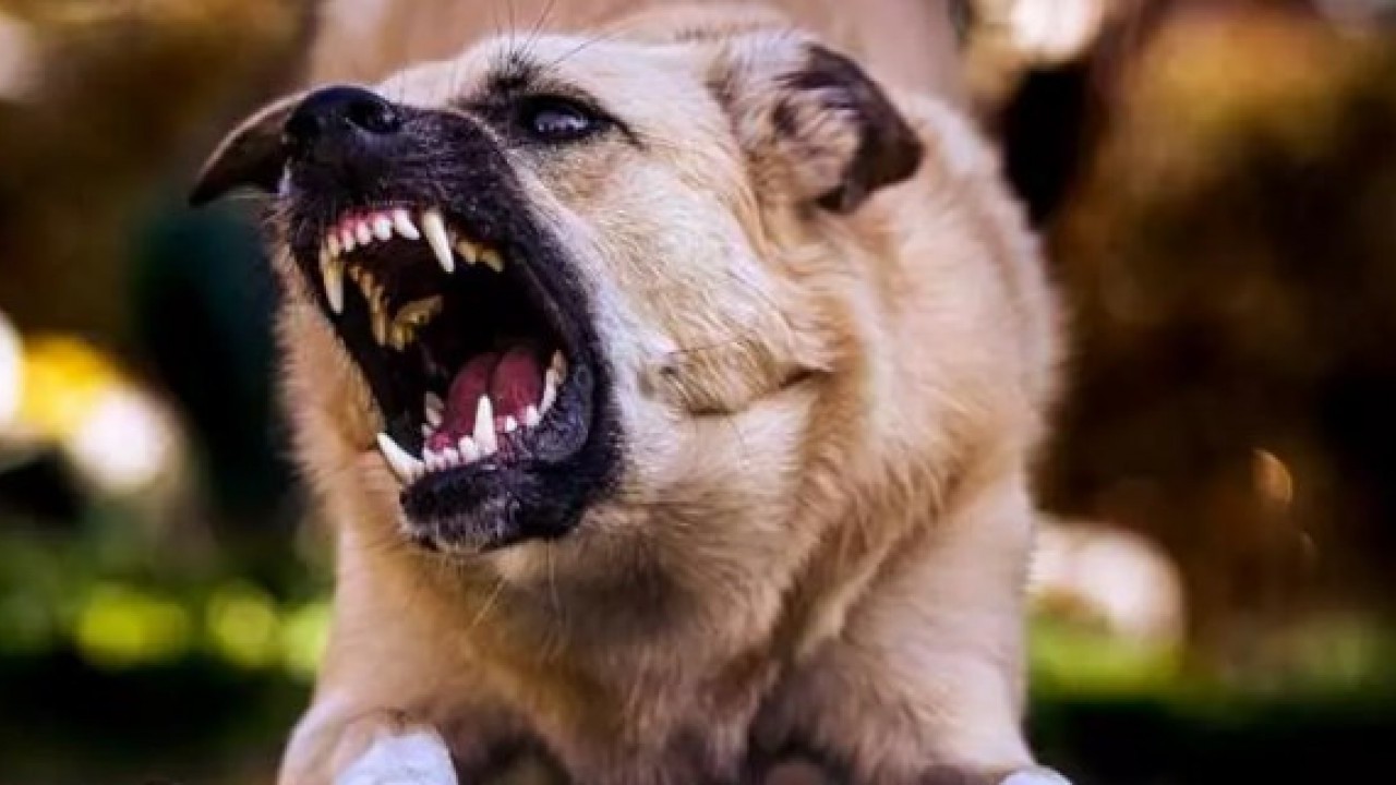 İşte en çok sokak köpeği olan ülkeler! Türkiye kaçıncı sırada? 