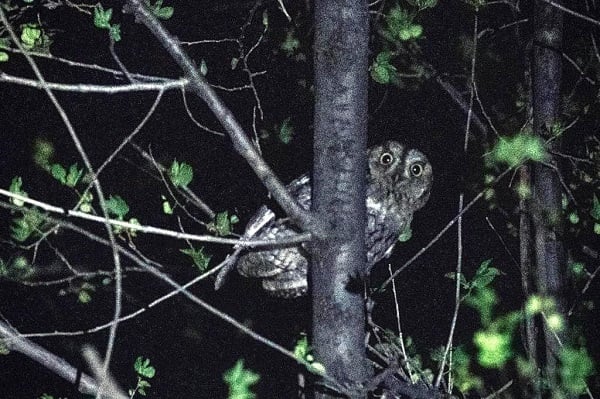 Foto - İşte en küçük baykuş türü