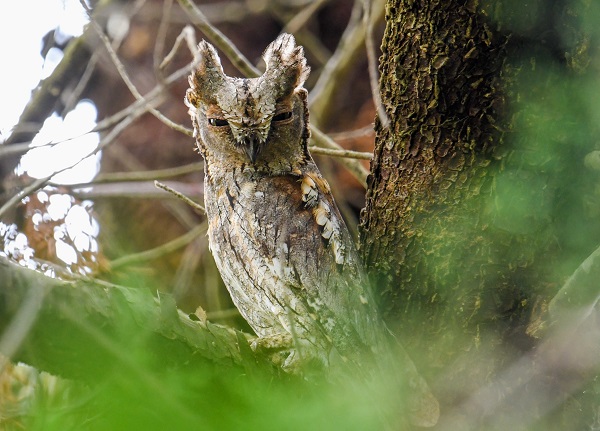 İşte en küçük baykuş türü