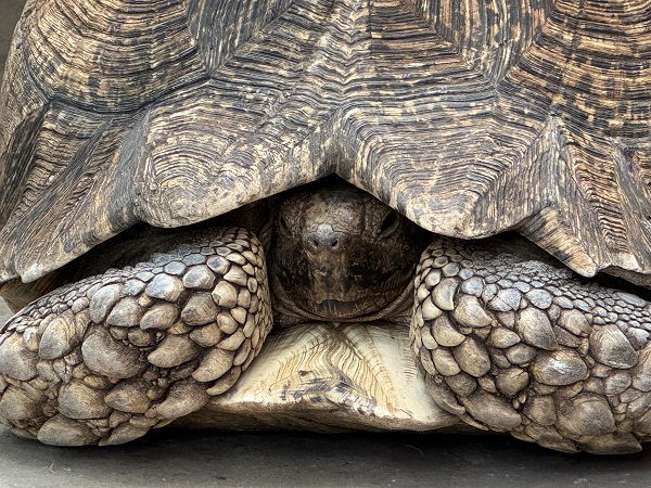 Foto - İşte Etiyopya'nın 80 yaşındaki kaplumbağalı müzecisi