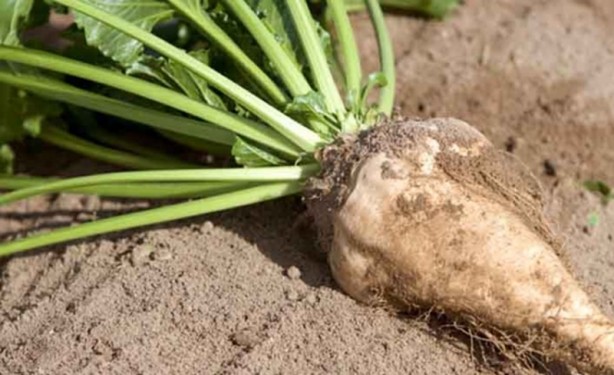 Foto - İşte etkisi kanıtlanmış gelmiş geçmiş en sağlıklı 50 besin