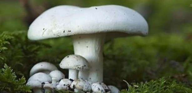 Foto - İşte etkisi kanıtlanmış gelmiş geçmiş en sağlıklı 50 besin