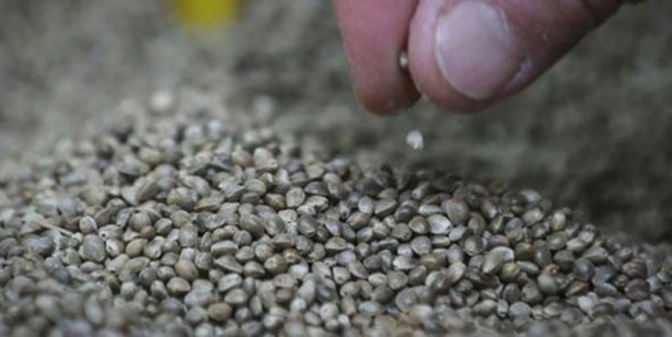 Foto - İşte etkisi kanıtlanmış gelmiş geçmiş en sağlıklı 50 besin