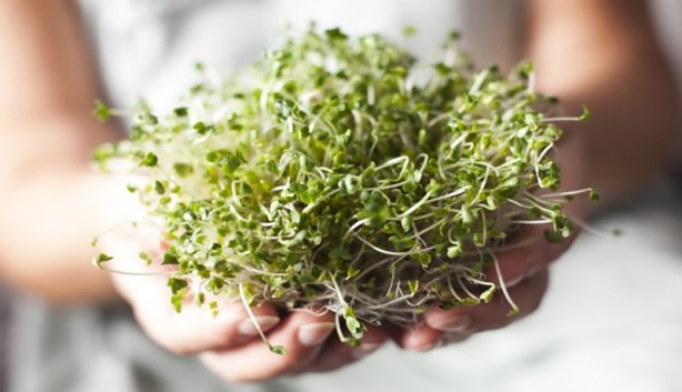 Foto - İşte etkisi kanıtlanmış gelmiş geçmiş en sağlıklı 50 besin