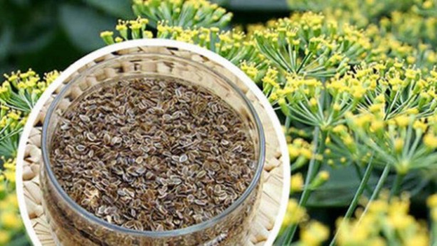 Foto - İşte etkisi kanıtlanmış gelmiş geçmiş en sağlıklı 50 besin