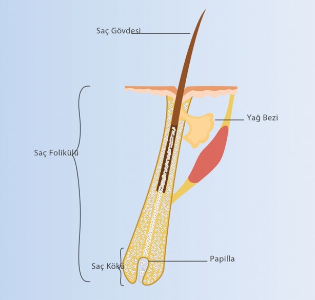 Foto - İşte genç yaşta saçları beyazlatan nedenler ve bunları önlemenin yolları