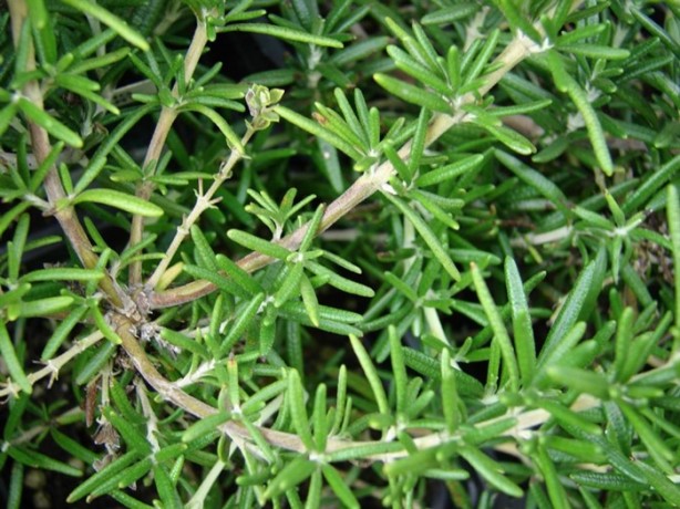 Foto - İşte göbek eriten baharatlar!