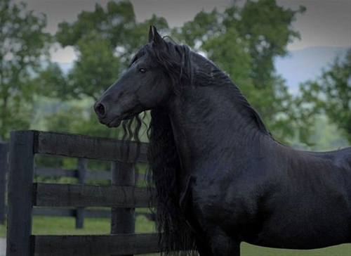 Foto - İşte görüp görebileceğiniz en güzel atlar