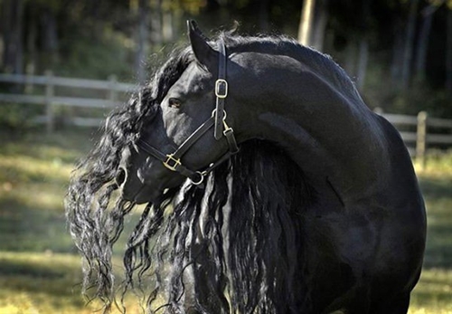Foto - İşte görüp görebileceğiniz en güzel atlar