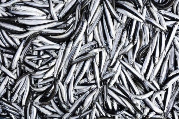 Foto - İşte hamsi pişirmenin püf yöntemi!