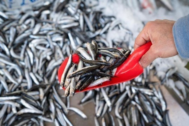 Foto - İşte hamsi pişirmenin püf yöntemi!